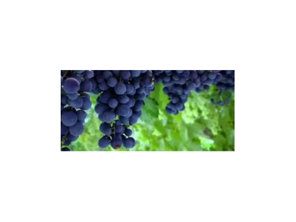 政策解读 I 进口智利鲜食水果途径第三国转运输华的海空联运检疫补充要求