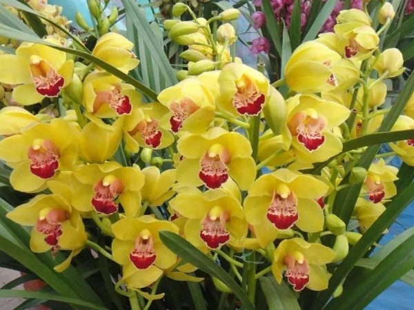 花卉出口申报指南（生产企业备案、濒危证申请、国外准入要求）