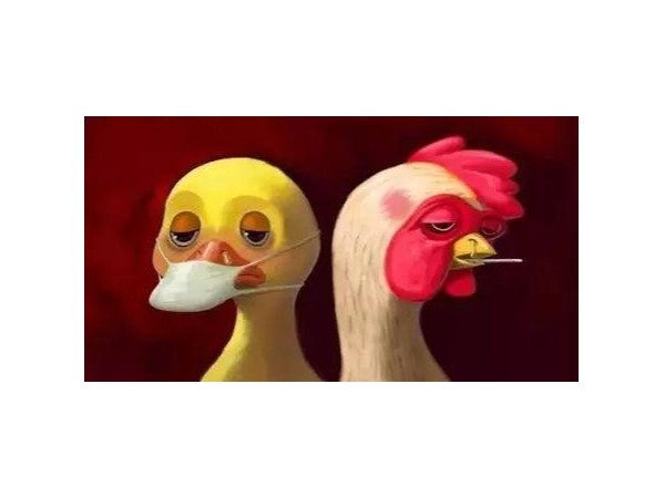 关于防止阿尔及利亚高致病性禽流感传入我国的公告